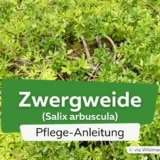 Zwergweide (Salix arbuscula)