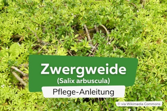 Zwergweide (Salix arbuscula)