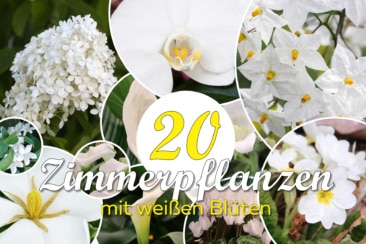 20 Zimmerpflanzen mit weien Blten