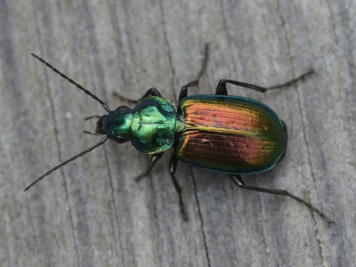 Sechspunktiger Putzkäfer (Agonum sexpunctatum), Sechspunkt-Glanzflachläufer