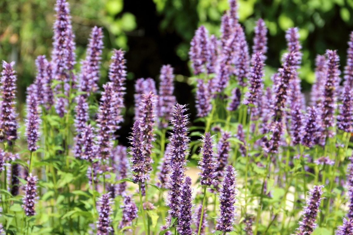 Asiatische Duftnessel (Agastache rugosa)