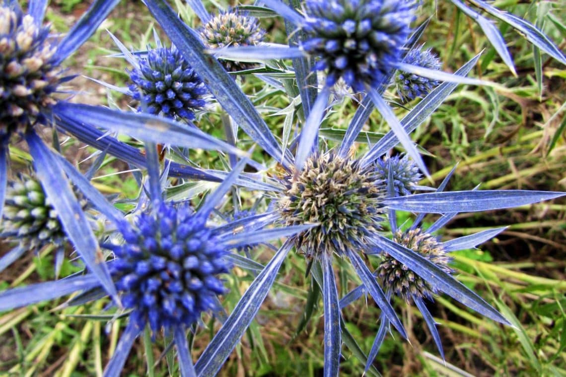 Atlas-Mannstreu (Eryngium variifolium)