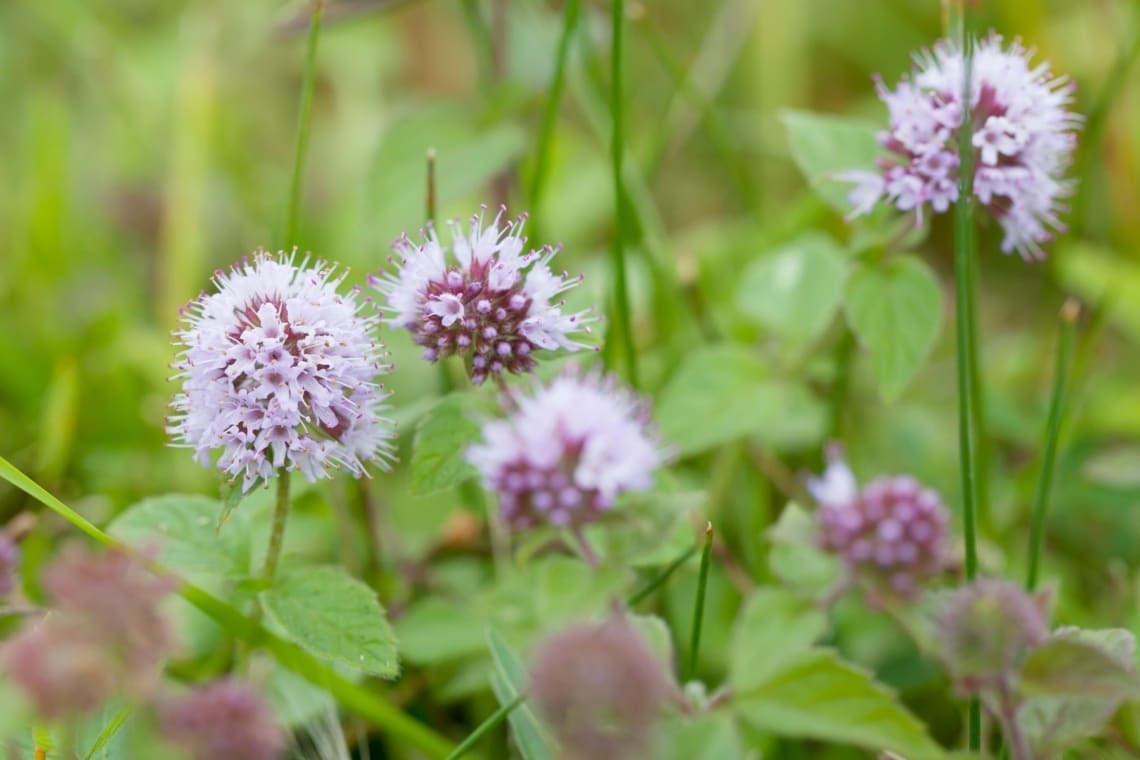 Bach-Minze (Mentha aquatica)