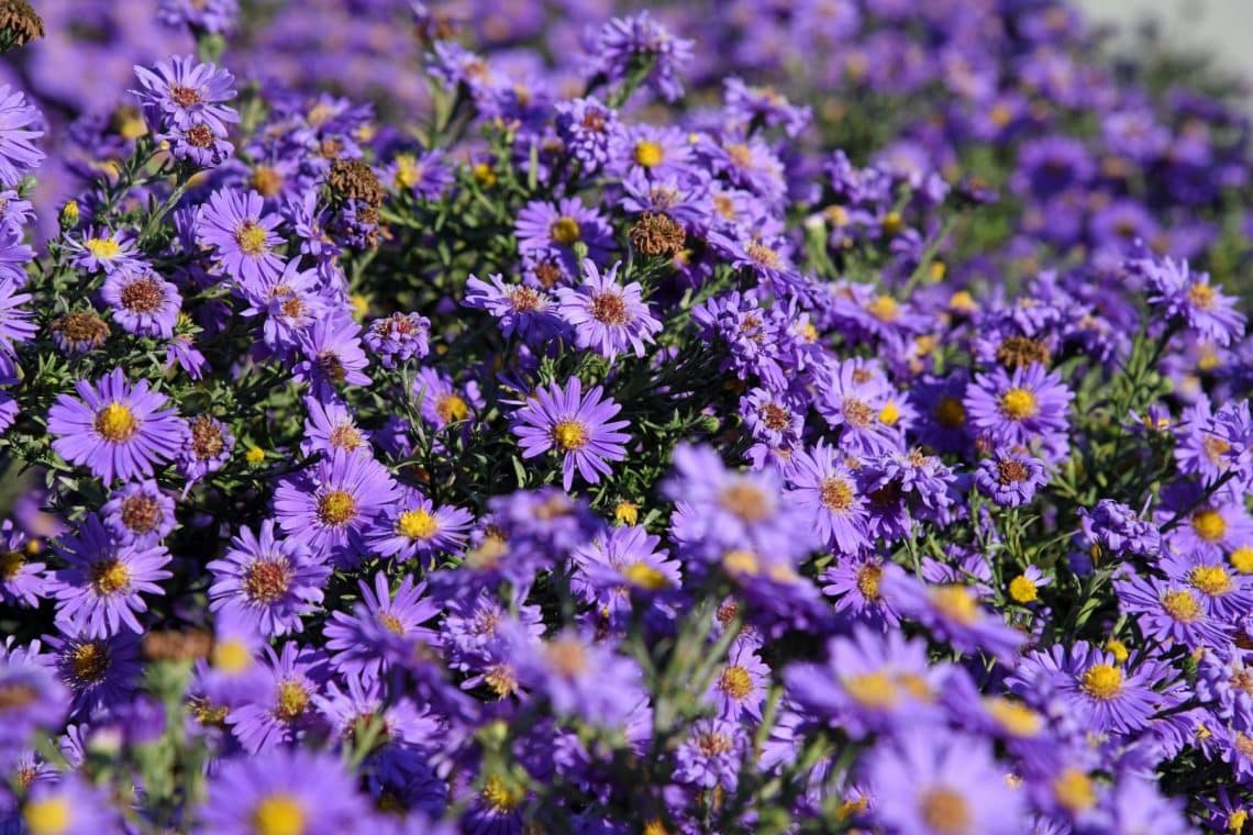 Berg Aster (Aster amellus)