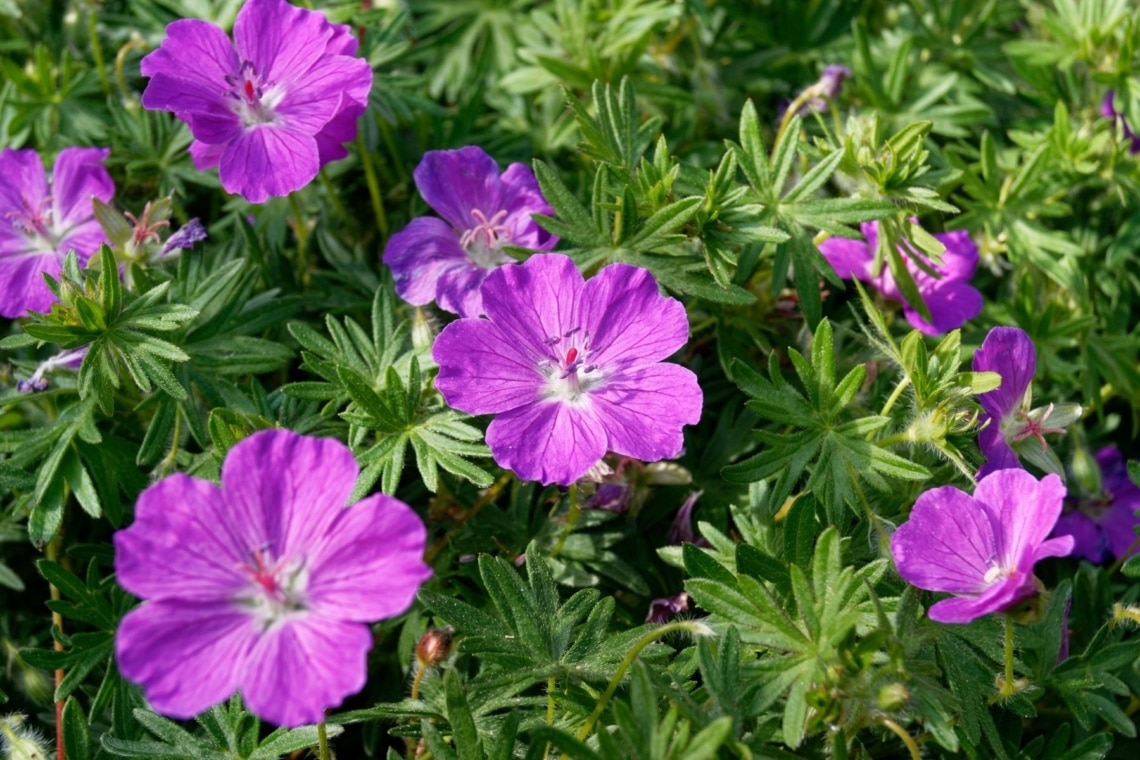 Brauner Storchschnabel (Geranium phaeum)