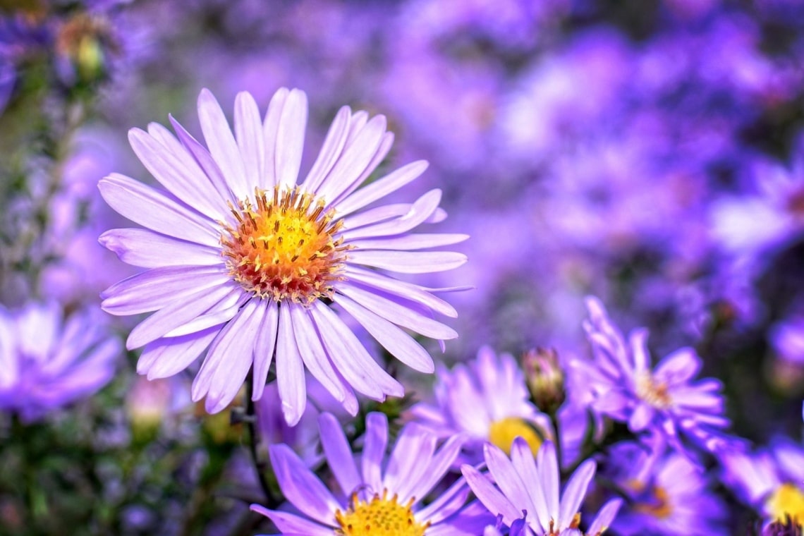 Buschige Herbst-Aster (Aster dumosus)