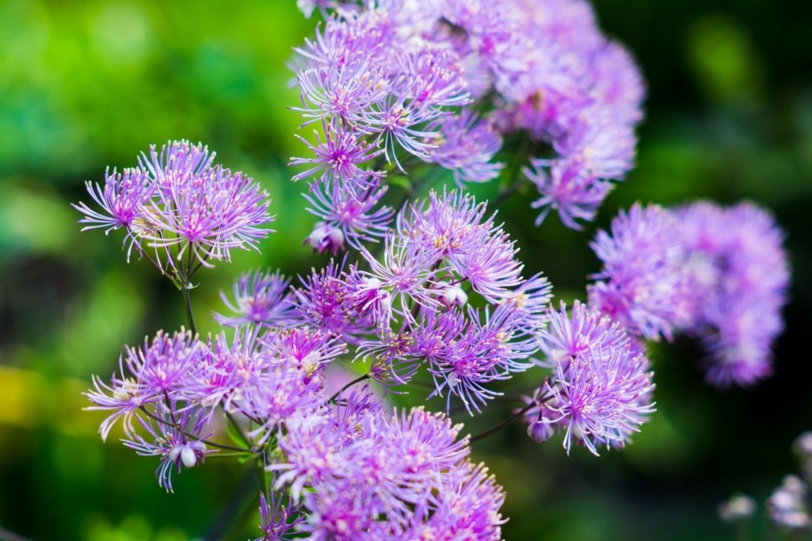 Delavays Wiesenraute (Thalictrum delavayi)