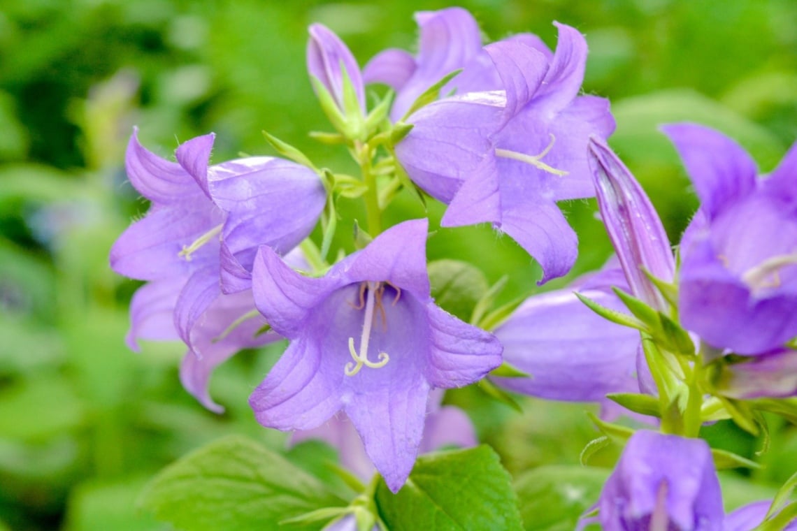 Dolden-Glockenblume (Campanula lactiflora)