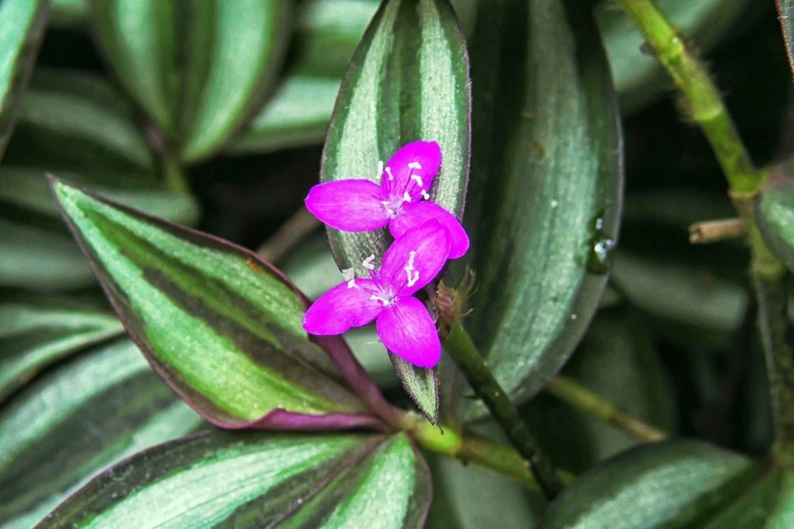 Dreimasterblume (Tradescantia)