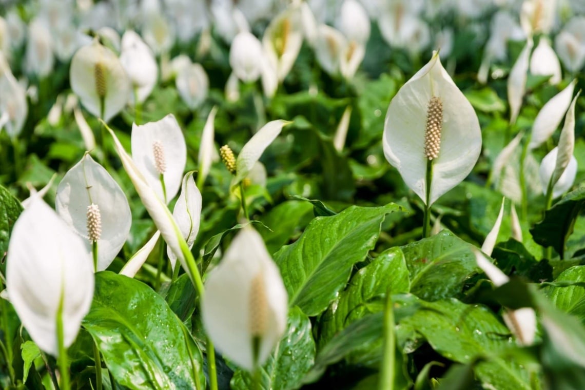 Friedenslilie (spathiphyllum)