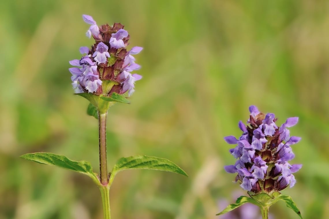 Großblütige Braunelle (Prunella grandiflora)