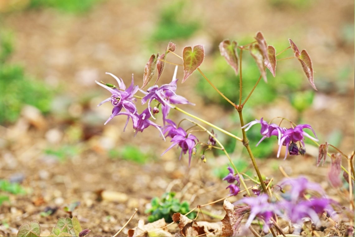 Großblumige Elfenblume (Epimedium grandiflorum)