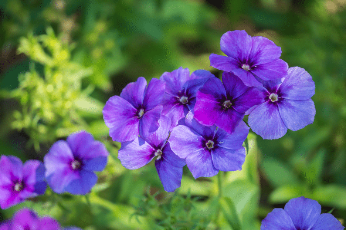 Hohe Flammenblume (Phlox paniculata)