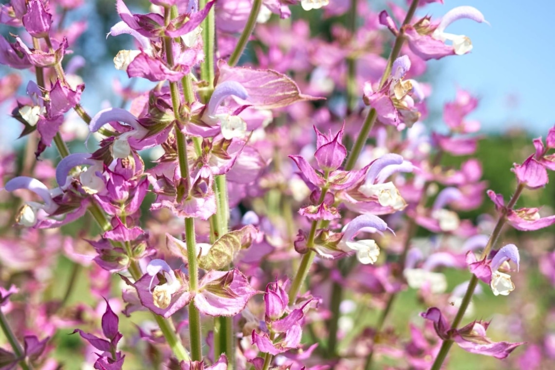 Muskateller Salbei (Salvia sclarea)