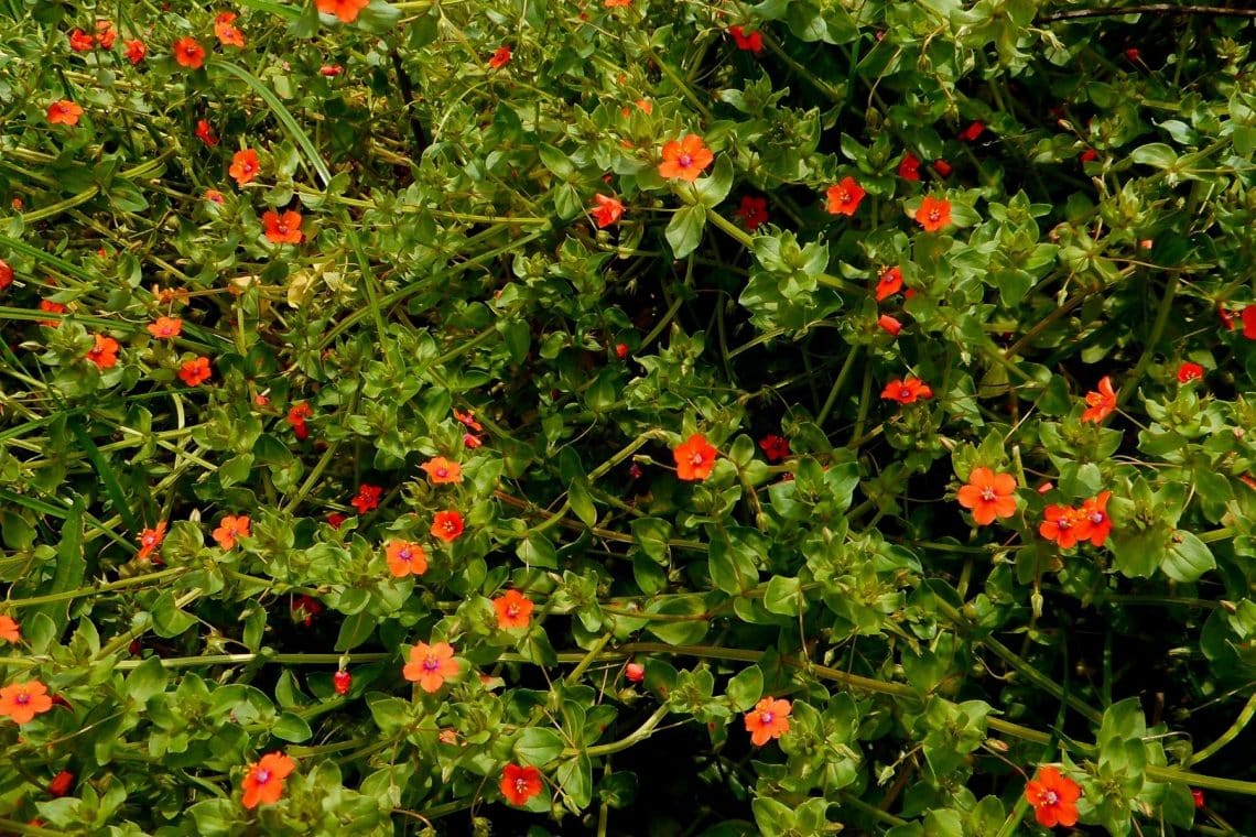 Acker-Gauchheil (Anagallis arvensis)