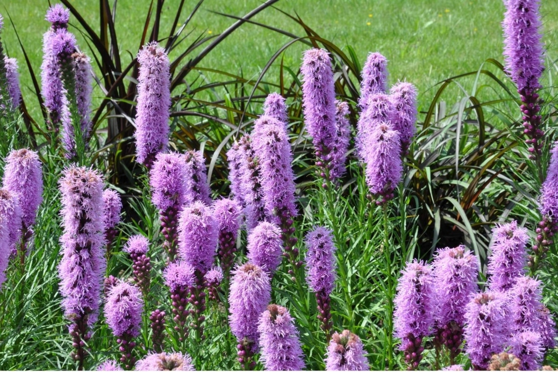 Ährige Prachtscharte (Liatris spicata)