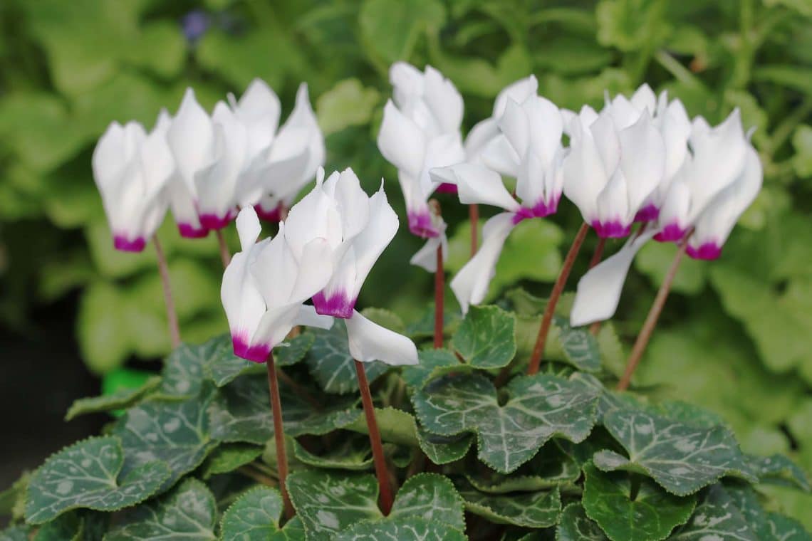 Alpenveilchen (Cyclamen hederifolium)