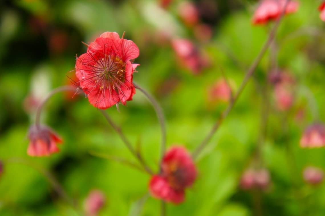 Bach-Nelkenwurz (Geum rivale)