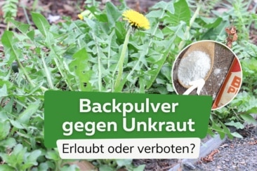 Wirkt Backpulver gegen Unkraut? Ist es verboten?