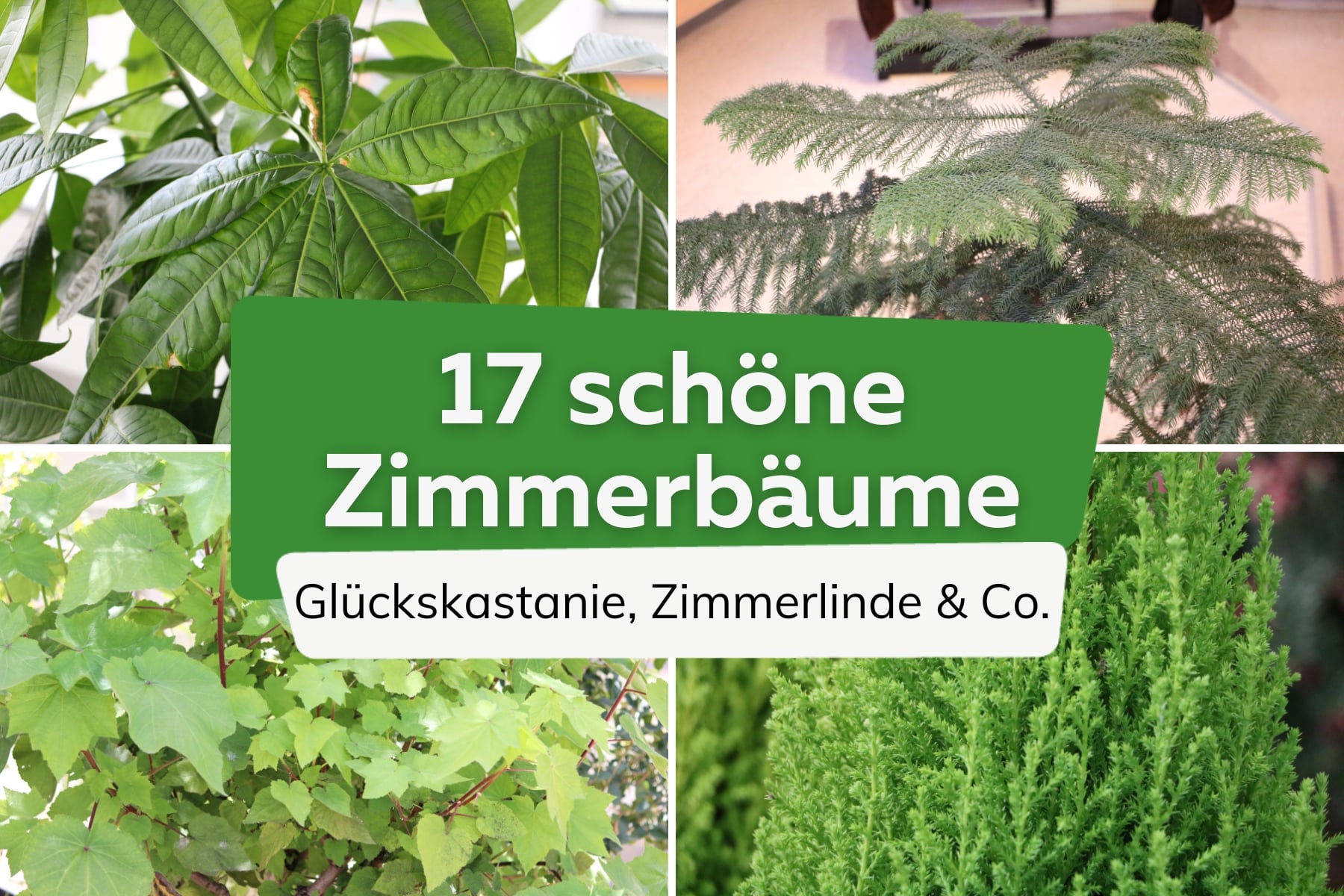 Baum als Zimmerpflanze: 17 Bäume für Innen