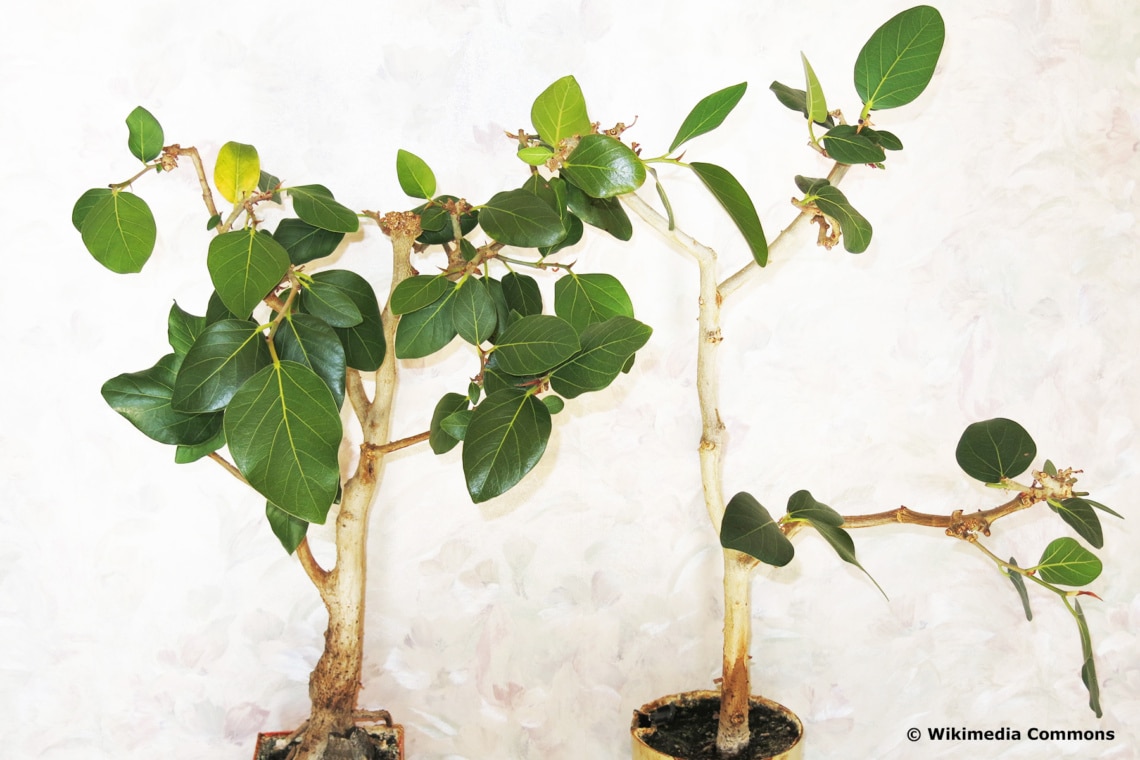 Banyan-Feige (Ficus benghalensis)