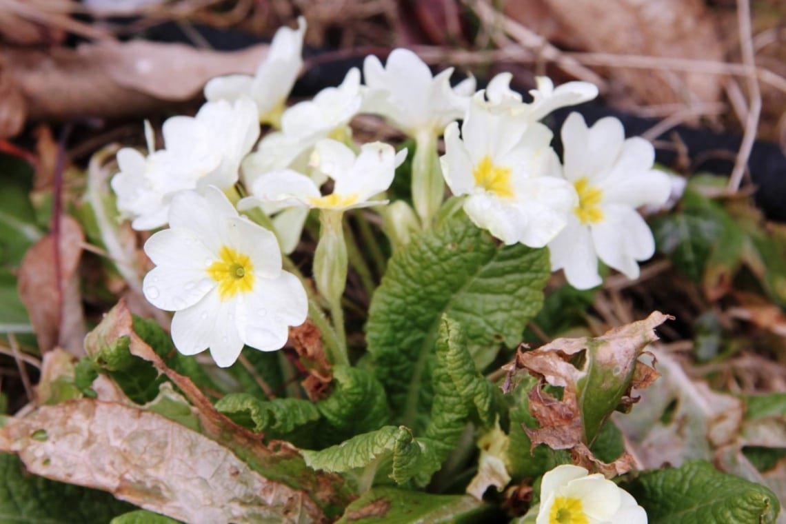 Becherprimel (Primula obconica)