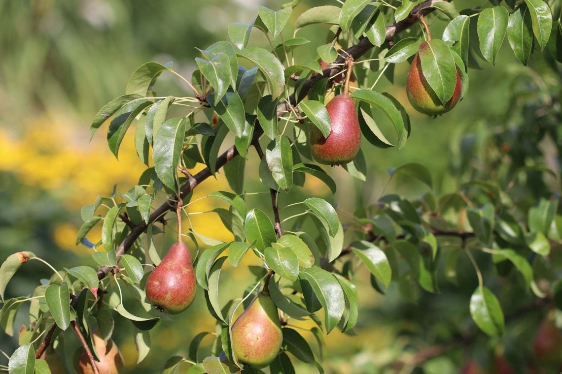 Birnenbaum (Pyrus communis)