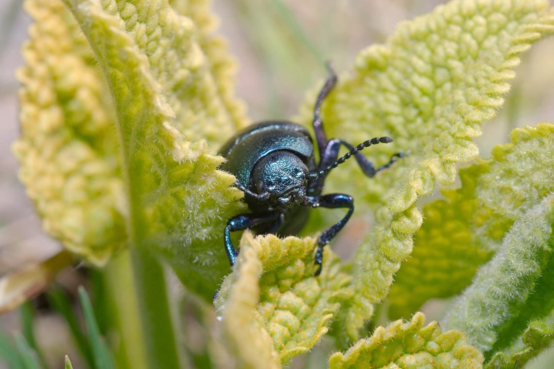 Blauvioletter Scheibenbock (Callidium violaceum)