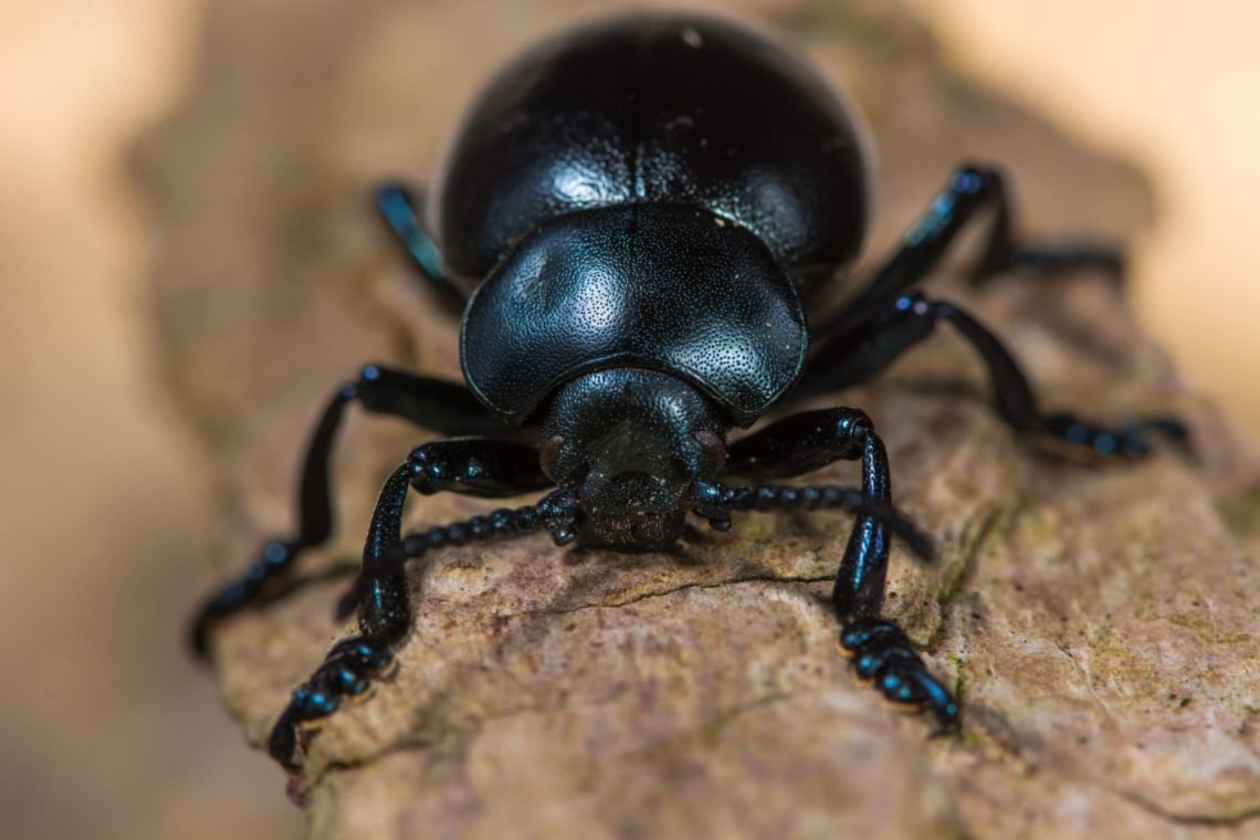 Bläulichvioletter Tatzenkäfer (Timarcha goettingensis)