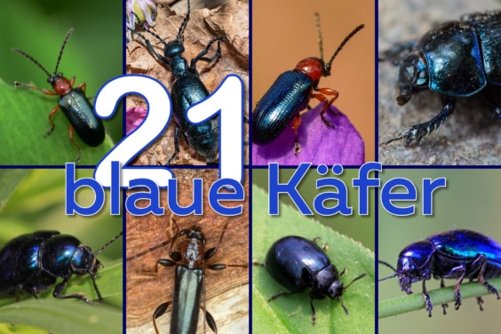 Blaue Käfer Titel