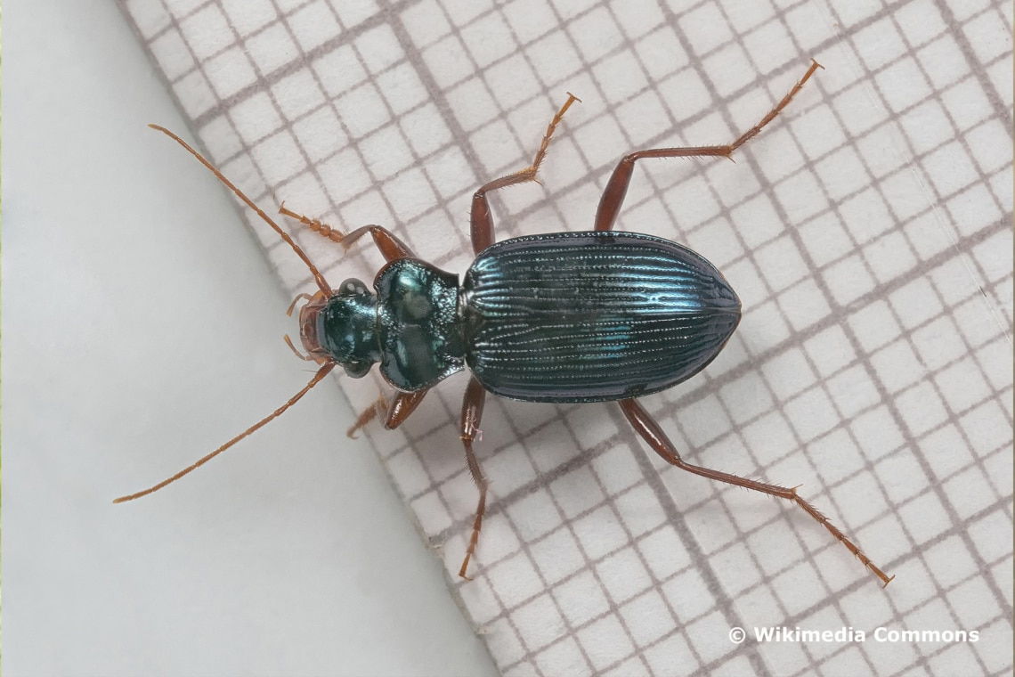 Blauer Bartläufer (Leistus spinibarbis)