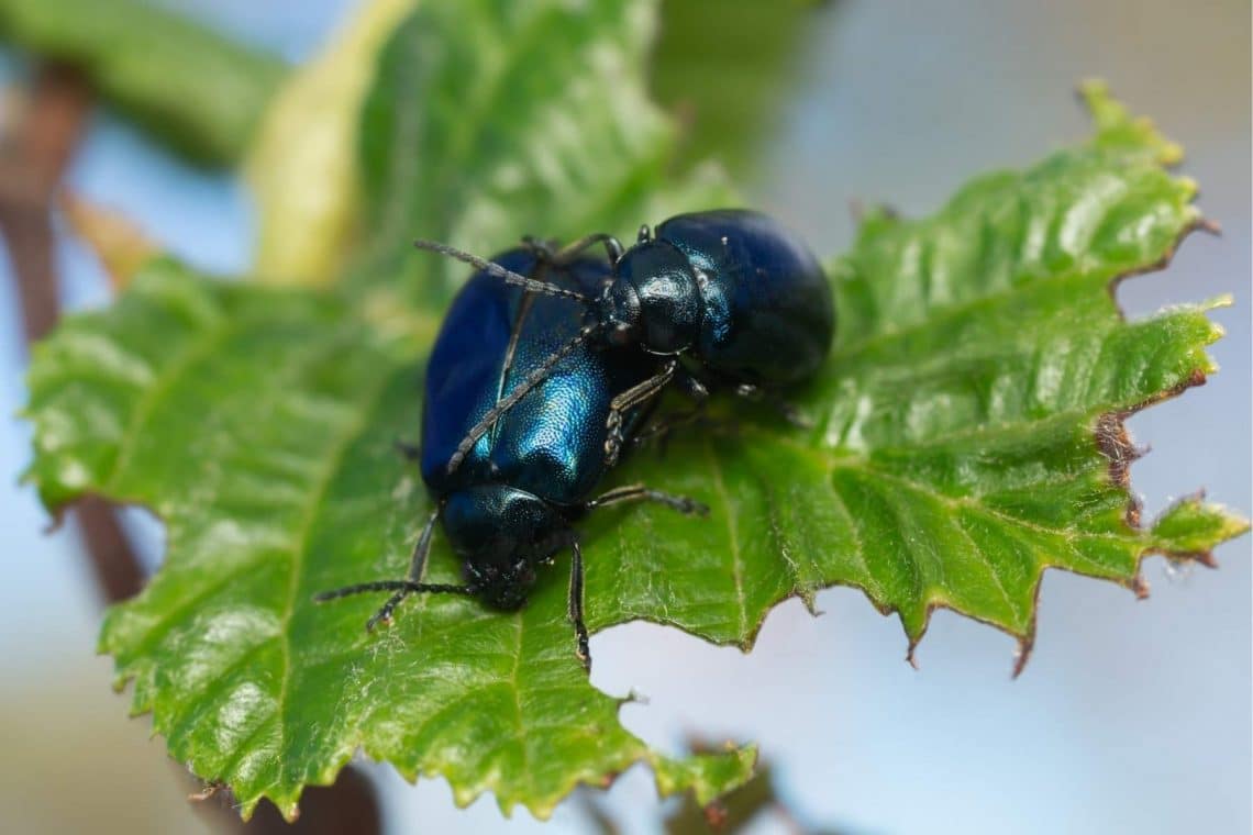 Blauer Erlenblattkäfer (Agelastica alni)