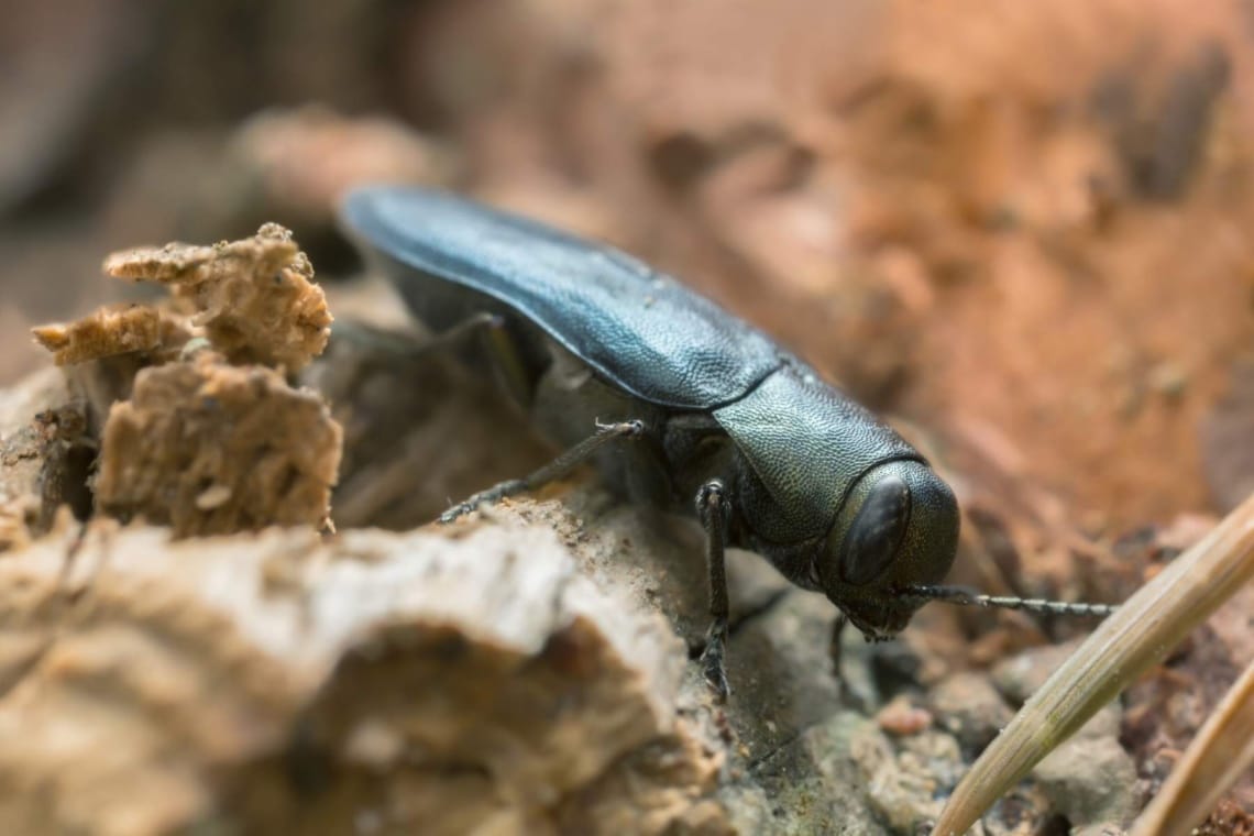 Blauer Kiefernprachtkäfer (Phaenops cyanea)