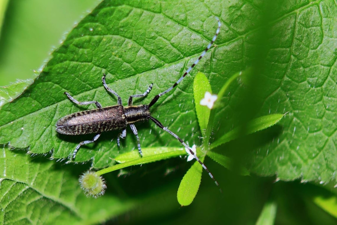 Blauer Scheinbockkäfer (Ischnomera cyanea)