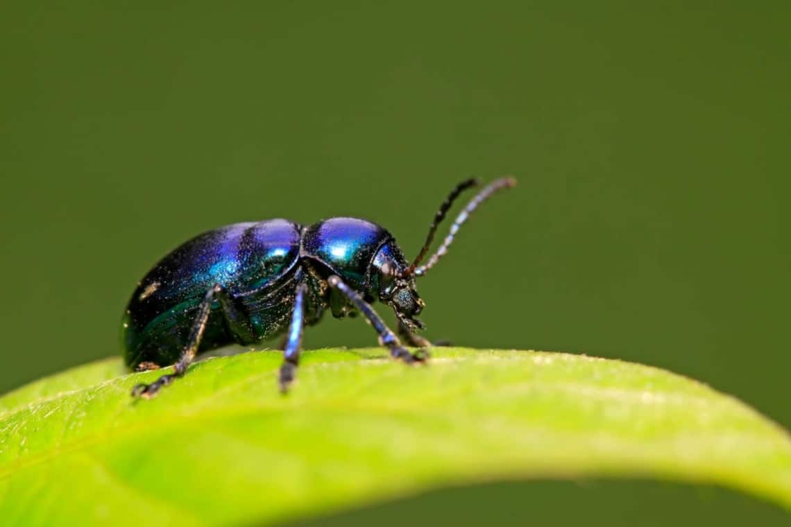 Blauer Schwalbenwurzkäfer (Chrysochus asclepiadeus)