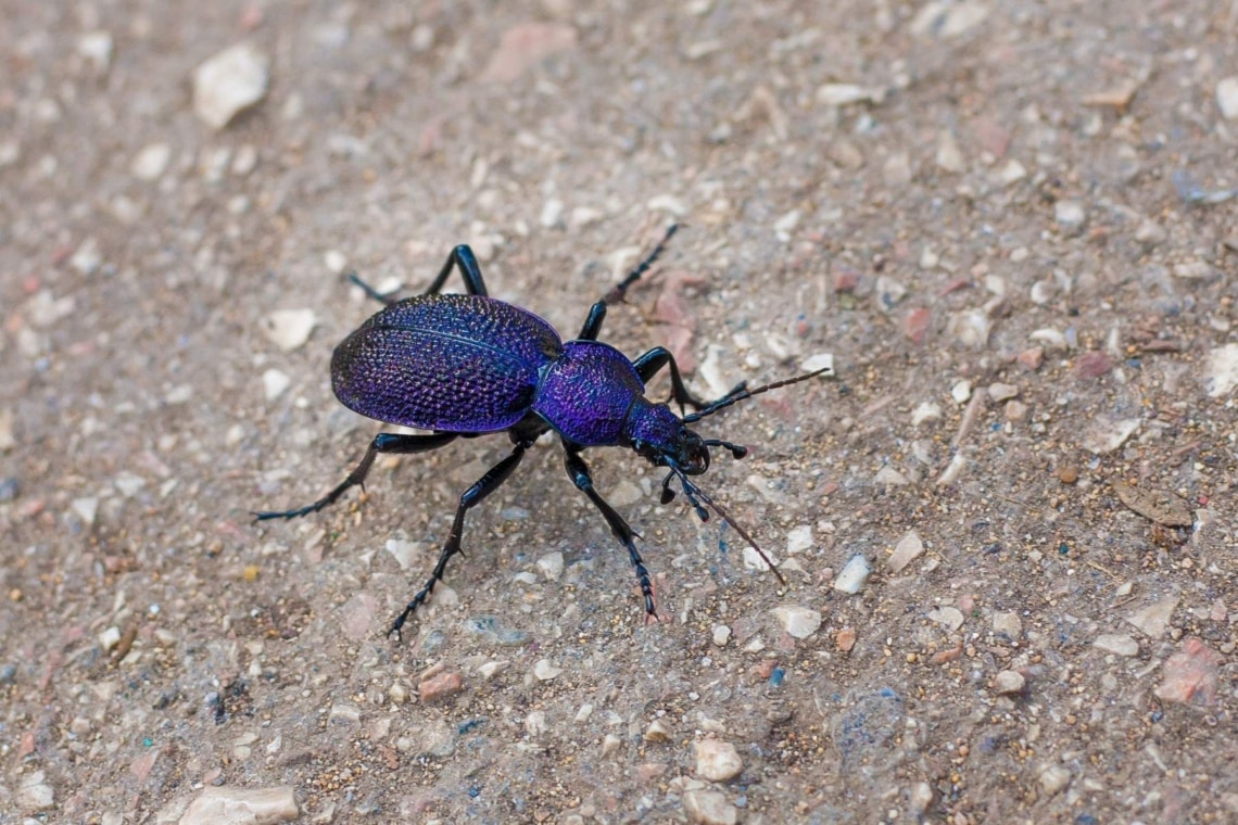 Blauvioletter Waldlaufkäfer (Carabus problematicus)