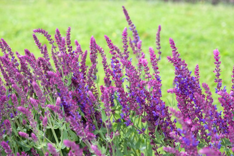 Blüten-Salbei (Salvia nemorosa)