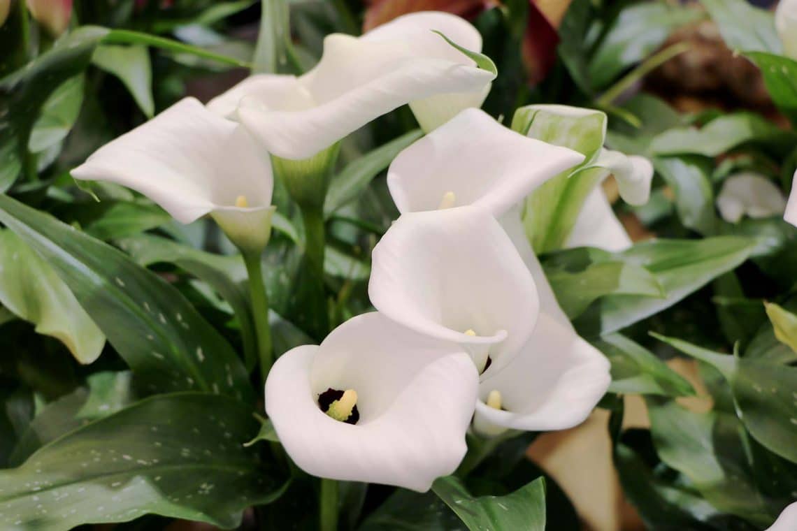 Calla (Zantedeschia aethiopica)