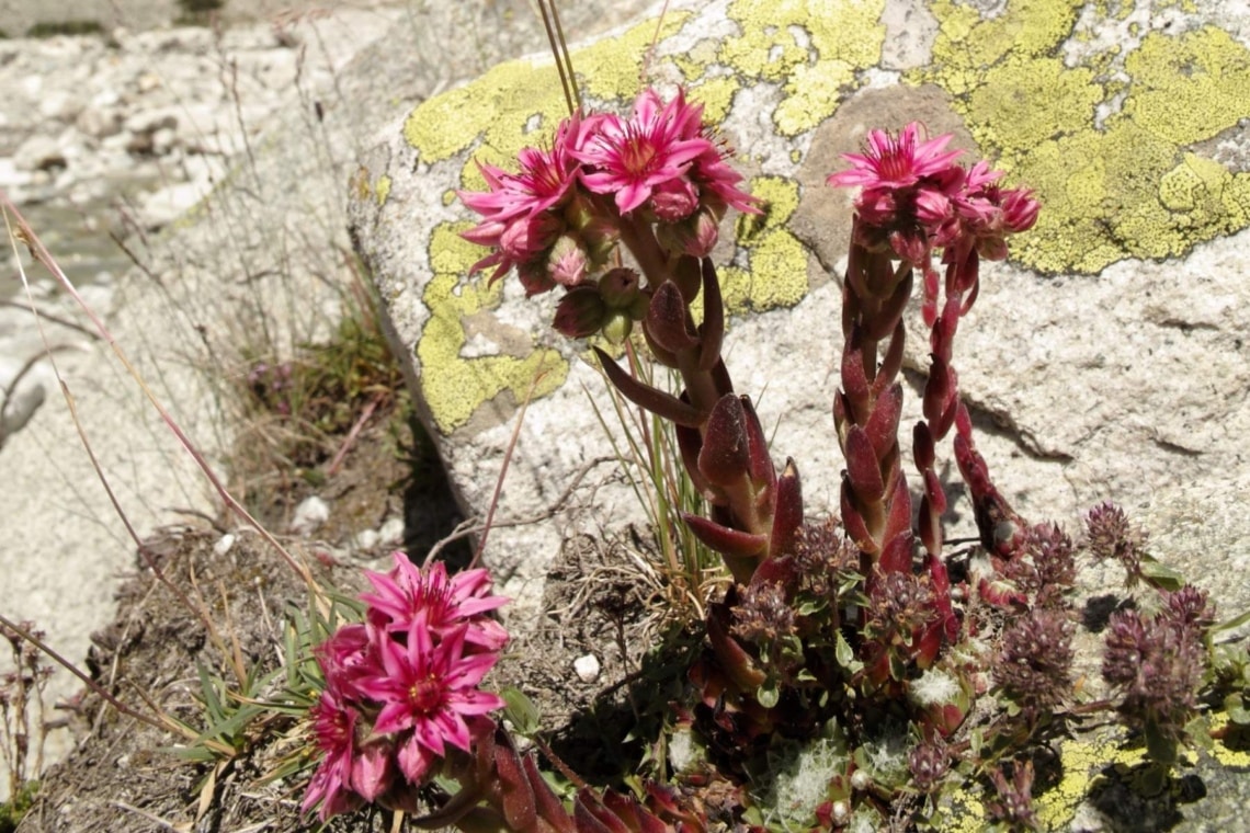 Dach-Hauswurz (Sempervivum tectorum)