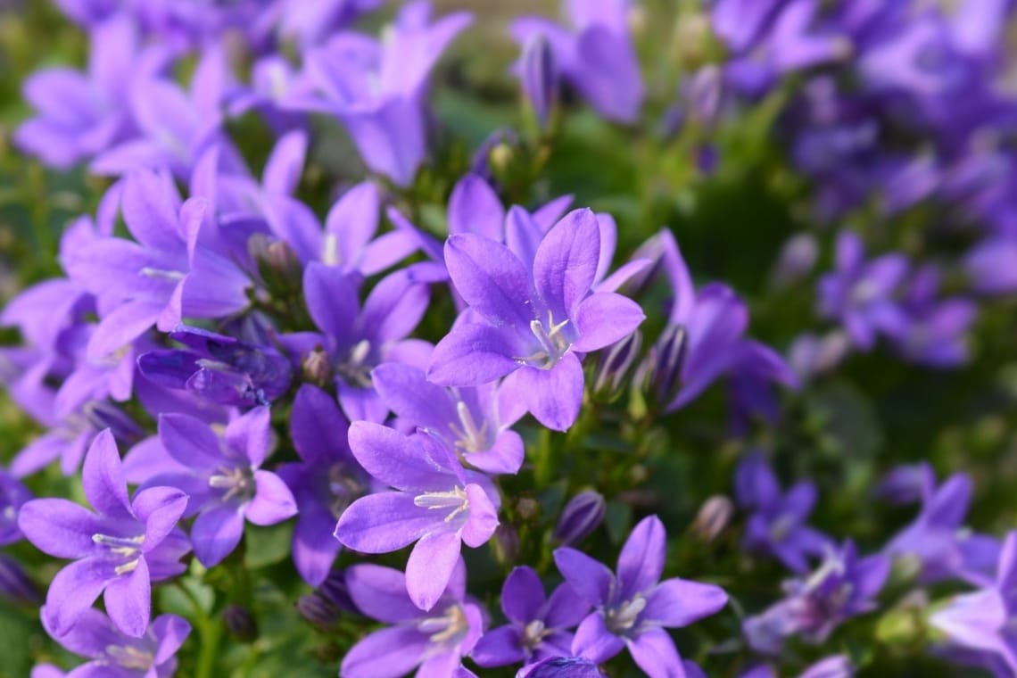 Dalmatiner Polster-Glockenblume (Campanula portenschlagiana)