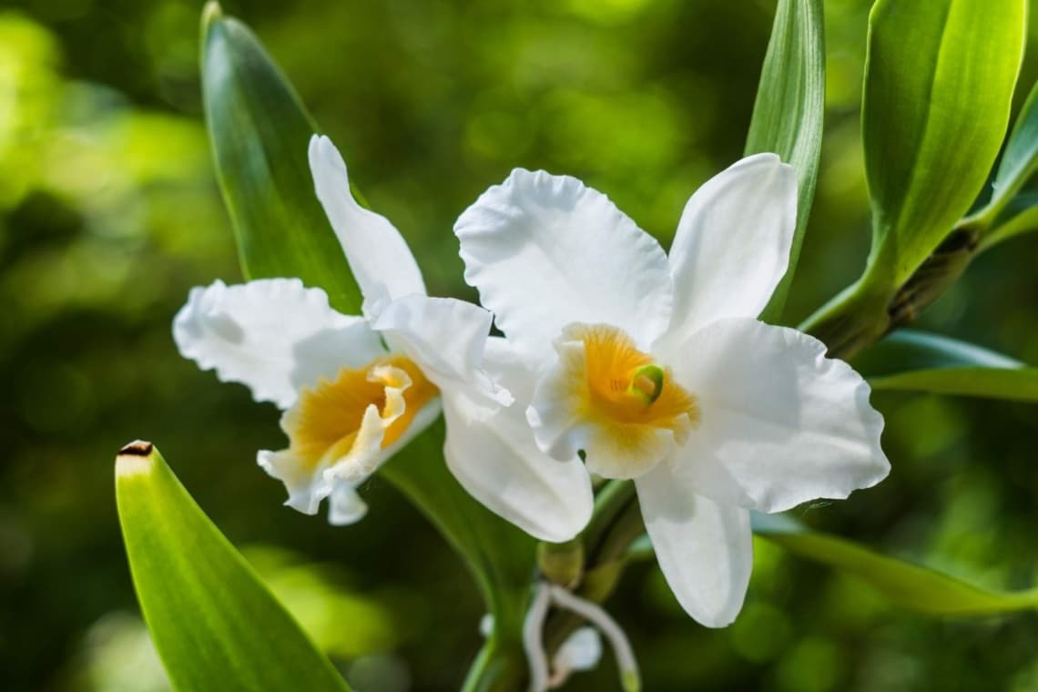 Dendrobie (Dendrobium)