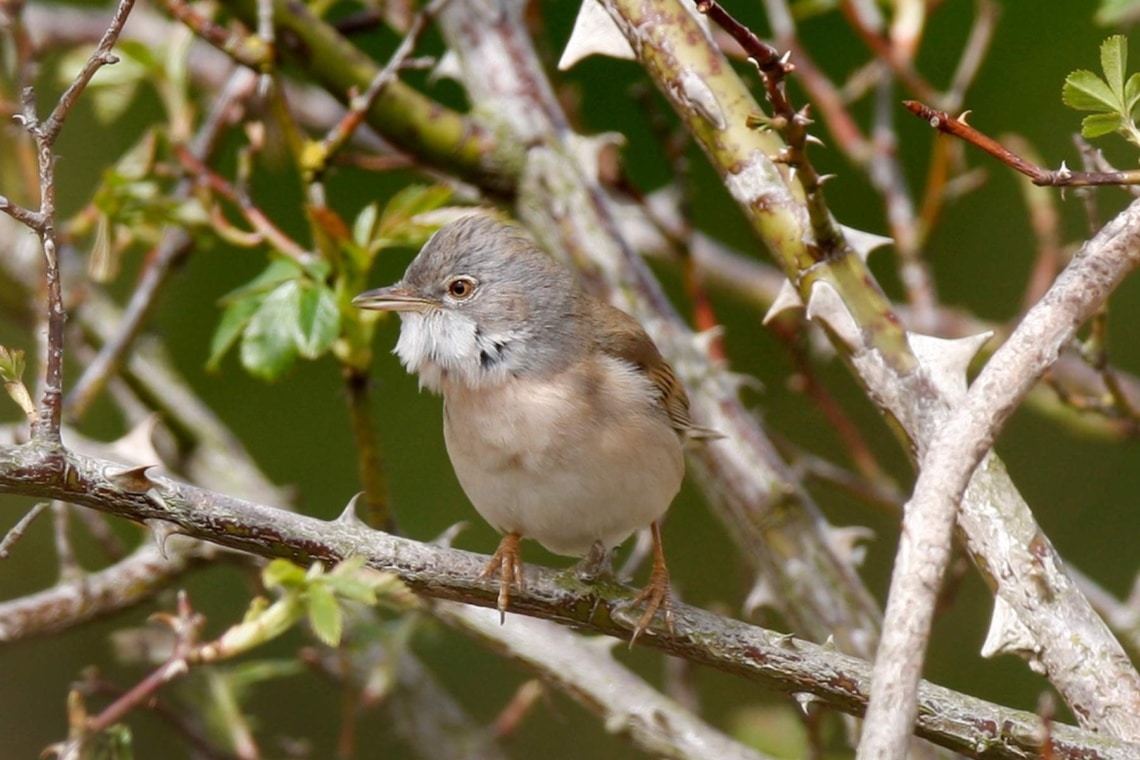 Dorngrasmücke (Sylvia communis)