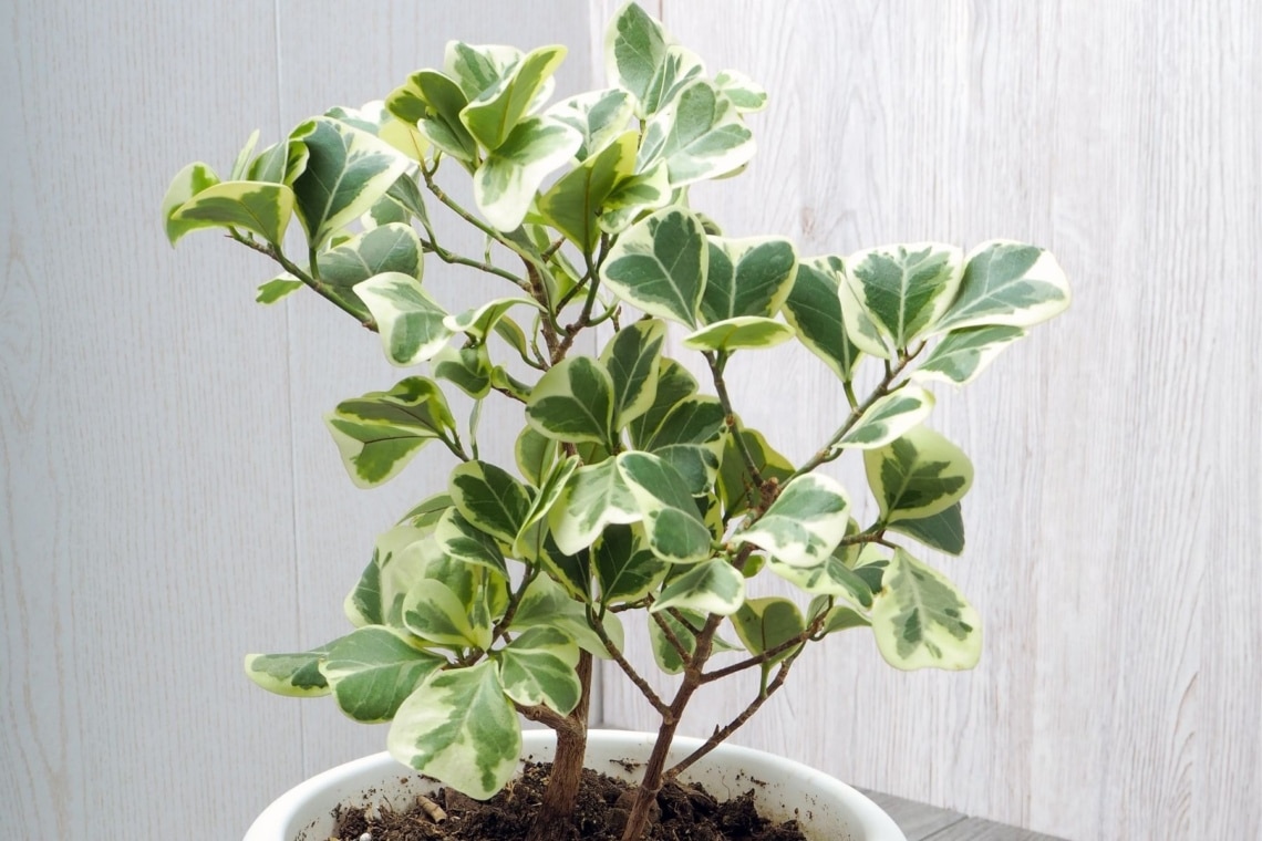 Dreieck-Feige (Ficus triangularis)