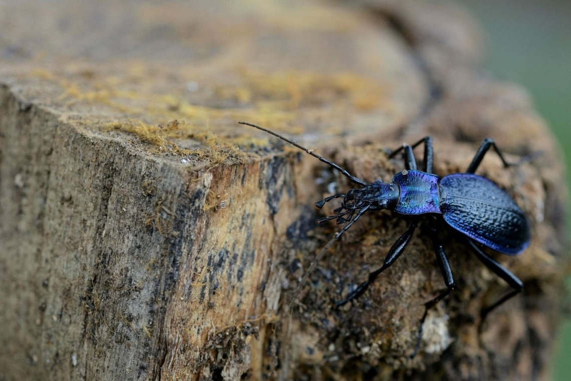 Dunkelblauer Laufkäfer (Carabus intricatus)