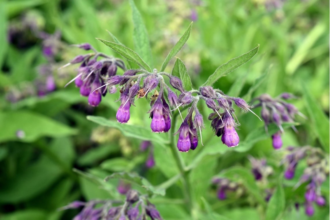 Echter Beinwell (Symphytum officinale)