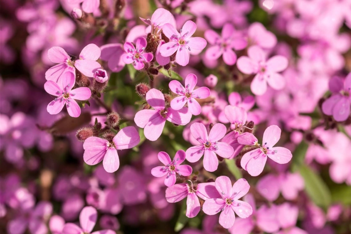 Echtes Seifenkraut (Saponaria officinalis)