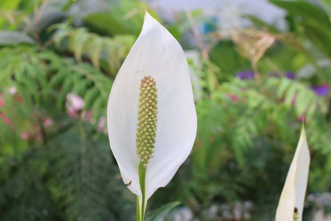 Einblatt (Spathiphyllum wallisii)