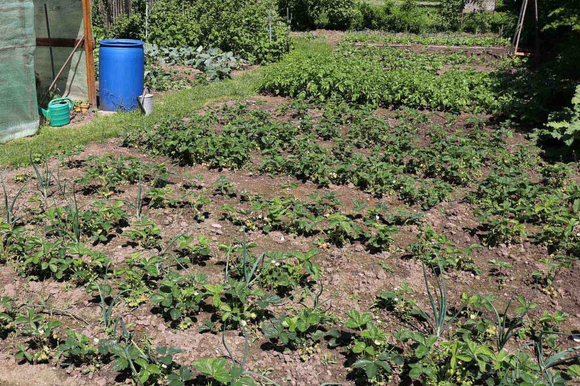 Erdbeerpflanzen im Beet