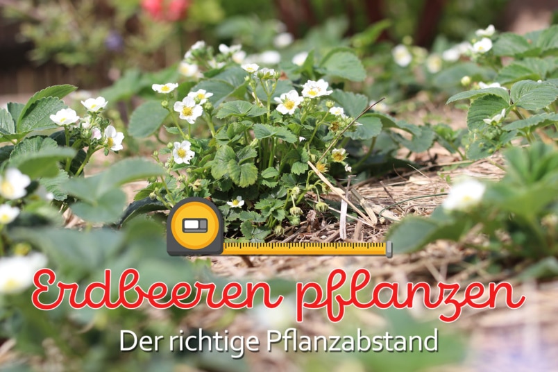 Erdbeeren pflanzen mit Abstand