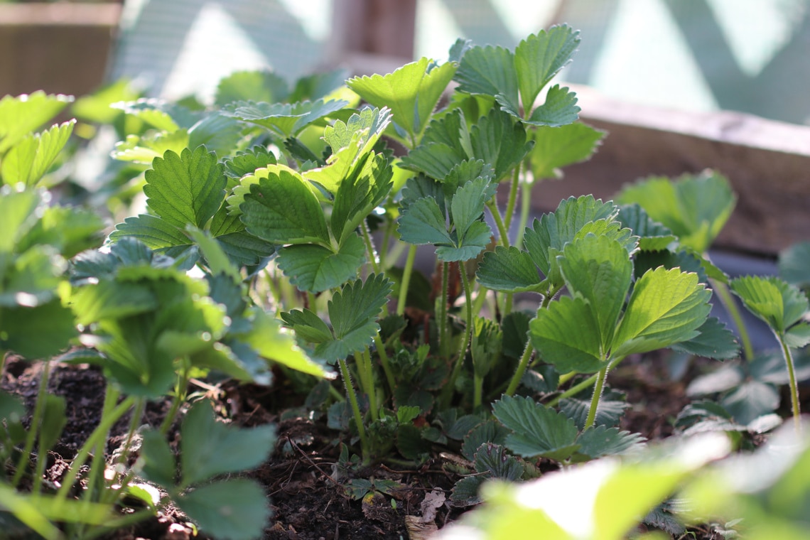 Erdbeeren im Hochbeet